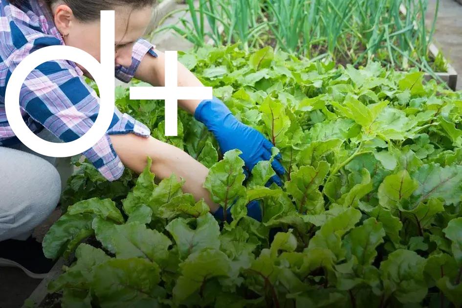 4. Improving Soil Structure and Fertility