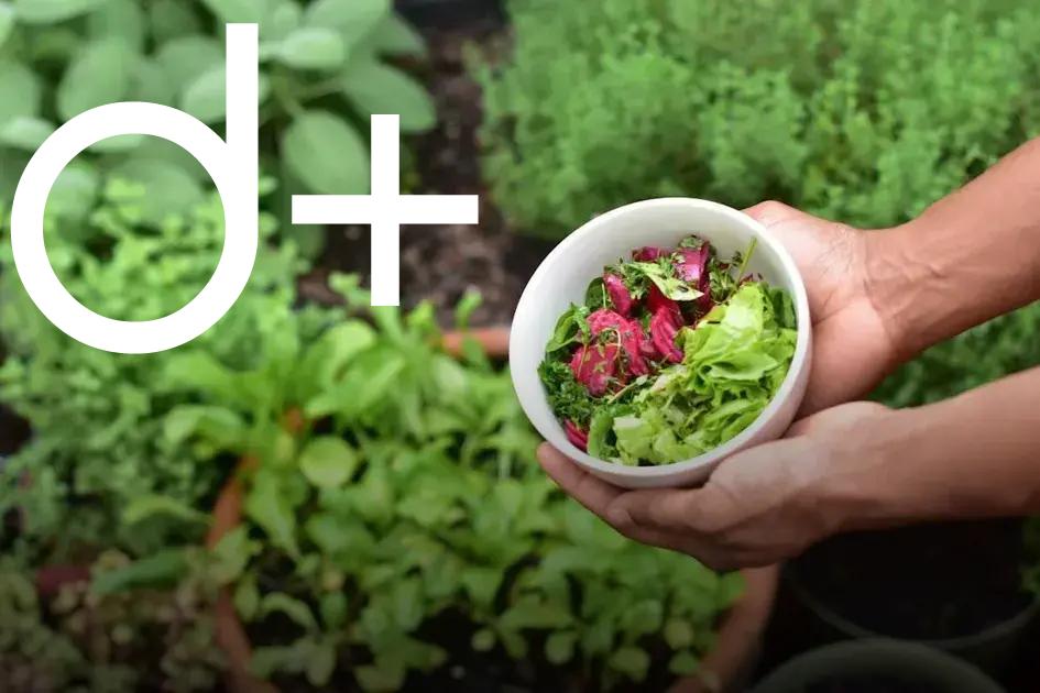 Choosing the Right Drought-Tolerant Plants