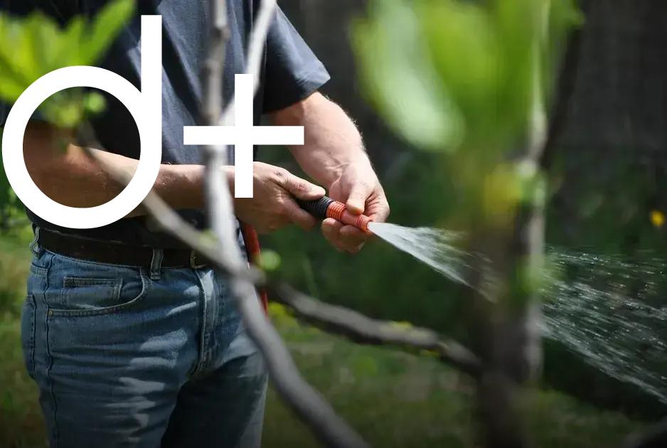 Companion Planting: Discover Plants That Thrive Together