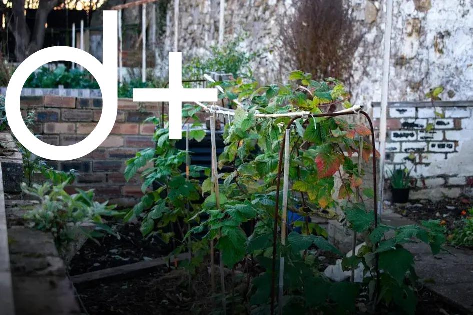 Garden Design Ideas to Transform Your Backyard Oasis