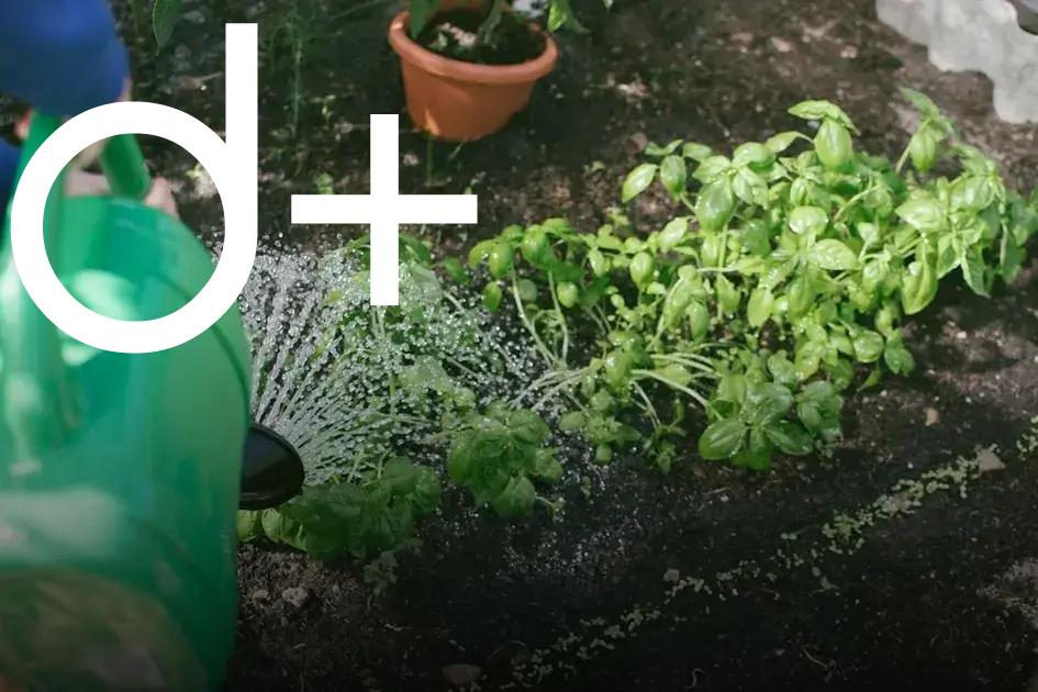 Gardening 101: Discover the Joy of Growing Your Own Plants