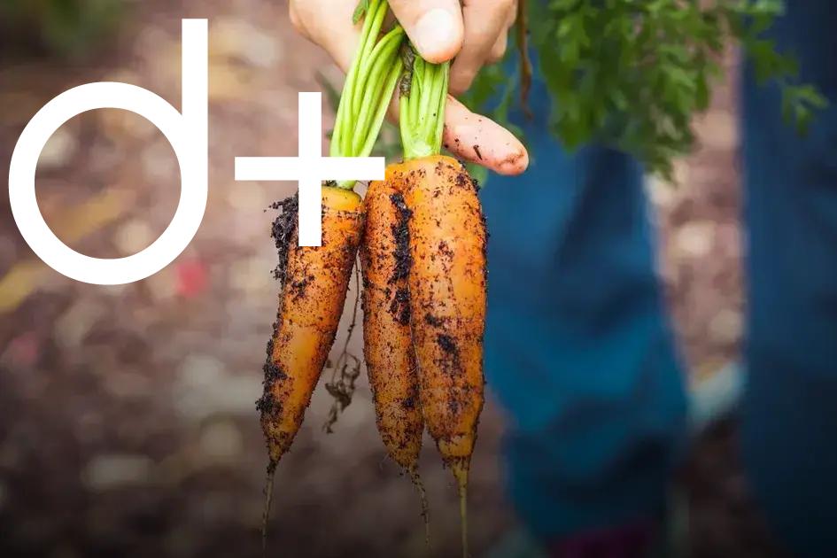 Homemade Remedies for Pests