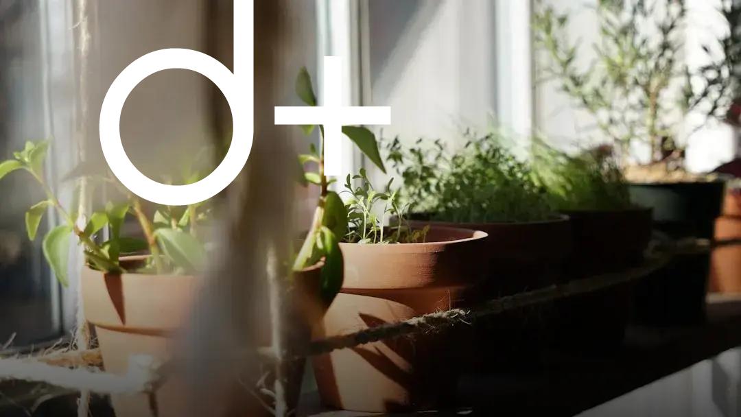 How Indoor Plants Enhance Your Health