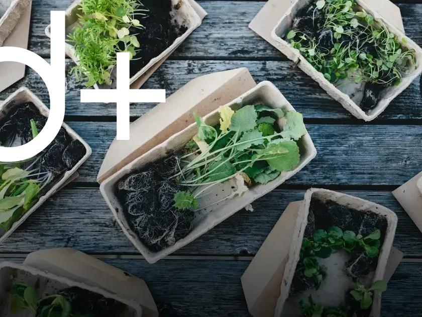How Often Should You Water Your Plants? Discover Vital Tips