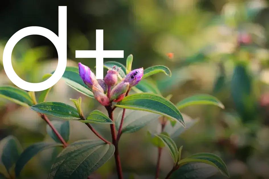 How to Choose the Right Plants for Your Home Garden Easily