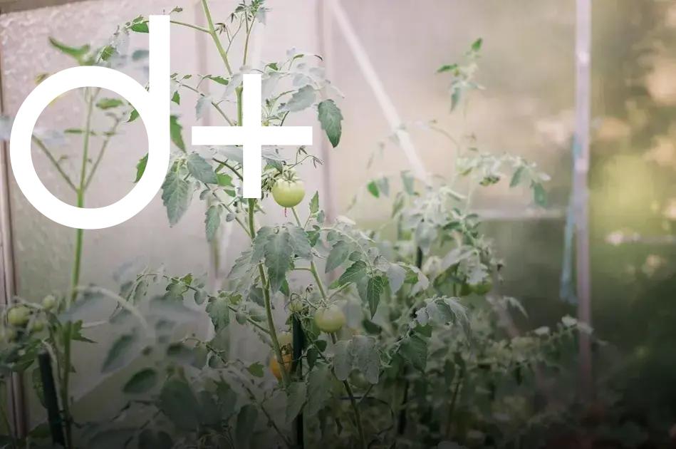 How to Grow Herbs Indoors on Your Windowsill Easily