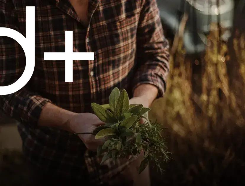 Low Maintenance Flower Choices
