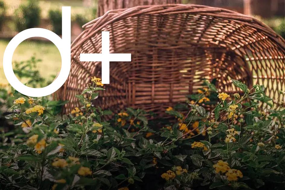 Mulching Tips to Protect and Nourish Your Garden Today