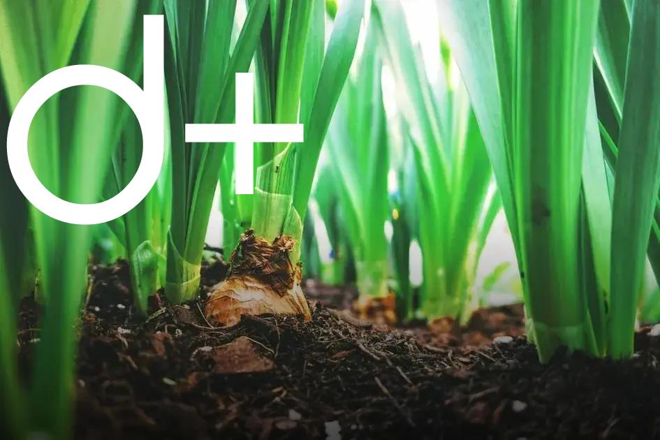 Organic Gardening: Growing Without Chemicals Made Easy