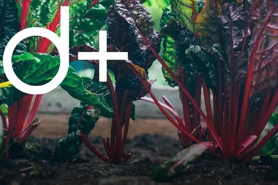 Powerful Companion Plants for Pest Control