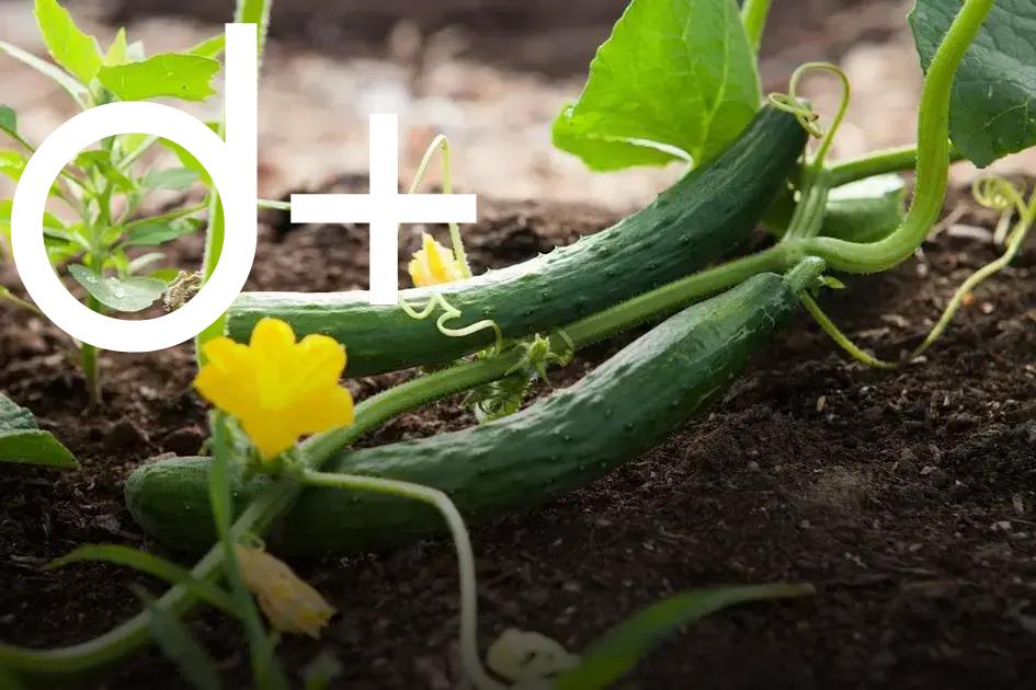 Reviving Dying Plants: Check These Essential Tips First