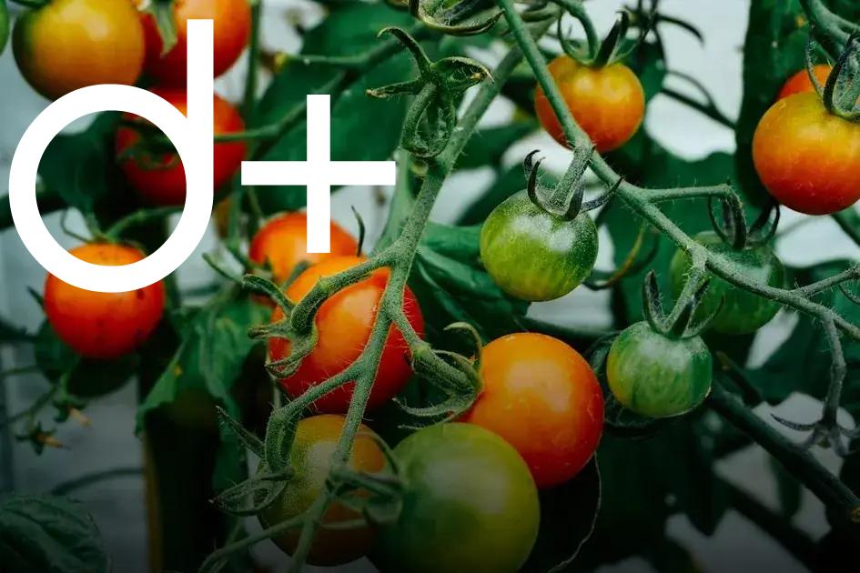 Watering and Maintenance Tips