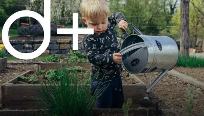 Choosing the Right Trees for Small Yards: Top Tips
