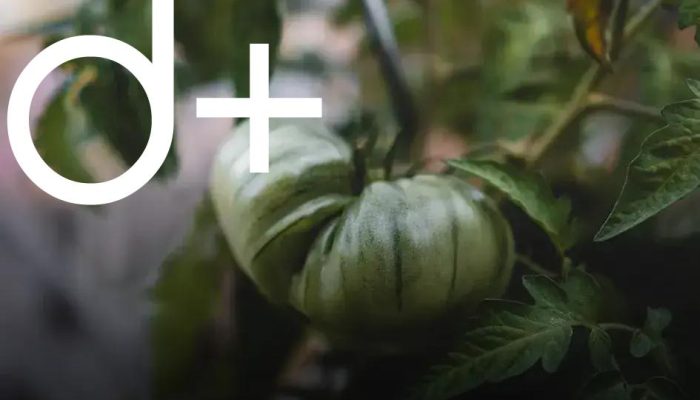 Common Gardening Mistakes Beginners Make: Avoid Them Now