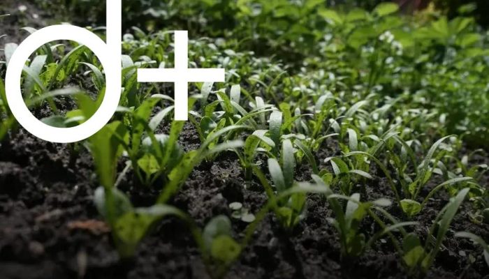 Creating a Low-Maintenance Flower Garden: Your Guide