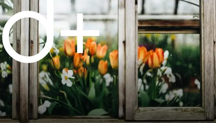 Creating a Pollinator-Friendly Garden for Bees & Butterflies