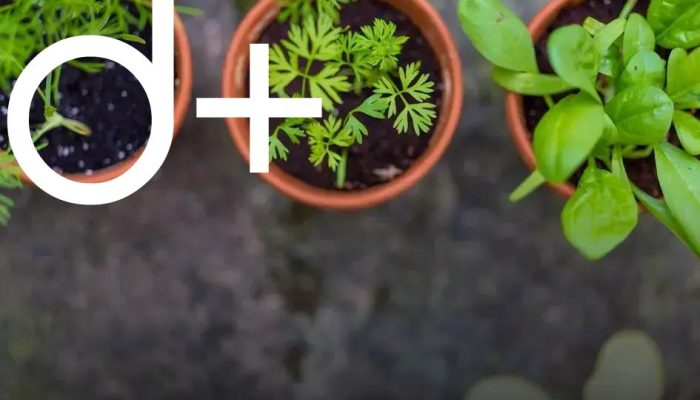 Dealing with Common Lawn Problems: Tackle Weeds and Pests Now