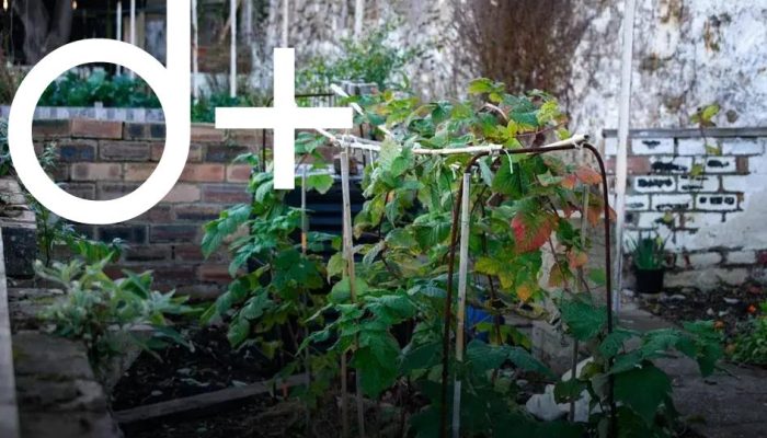 Garden Design Ideas to Transform Your Backyard Oasis