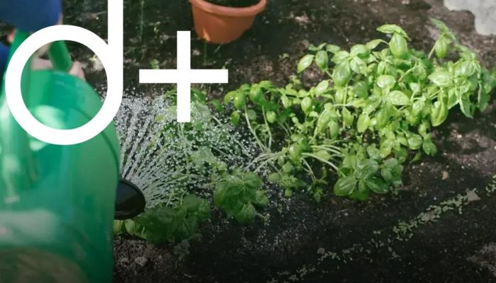 Gardening 101: Discover the Joy of Growing Your Own Plants