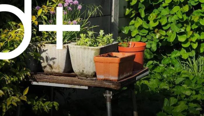 Hosting a Garden Party: Natural Decor Creates Magic