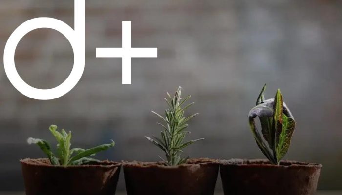 How to Build a Vertical Garden for Small Spaces: Easy Guide