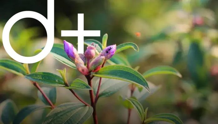 How to Choose the Right Plants for Your Home Garden Easily