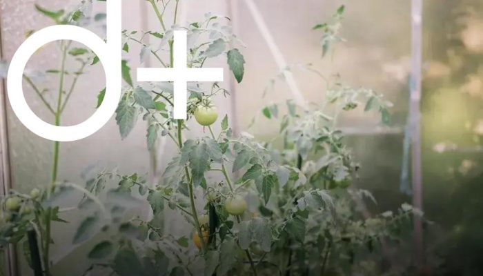 How to Grow Herbs Indoors on Your Windowsill Easily