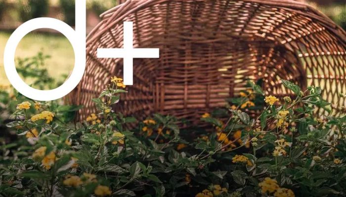 Mulching Tips to Protect and Nourish Your Garden Today