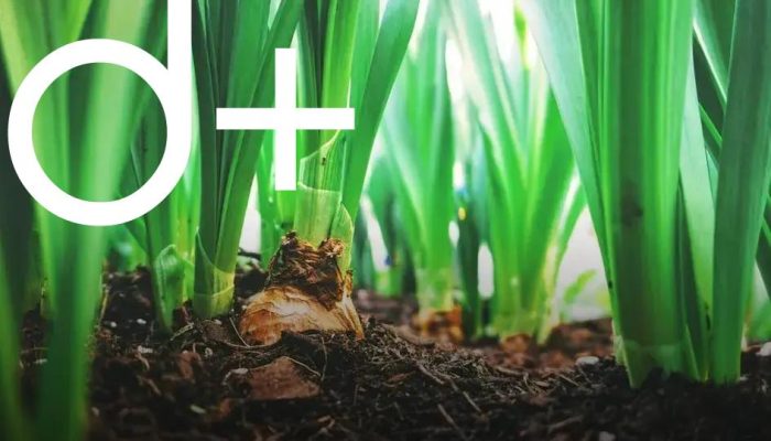 Organic Gardening: Growing Without Chemicals Made Easy