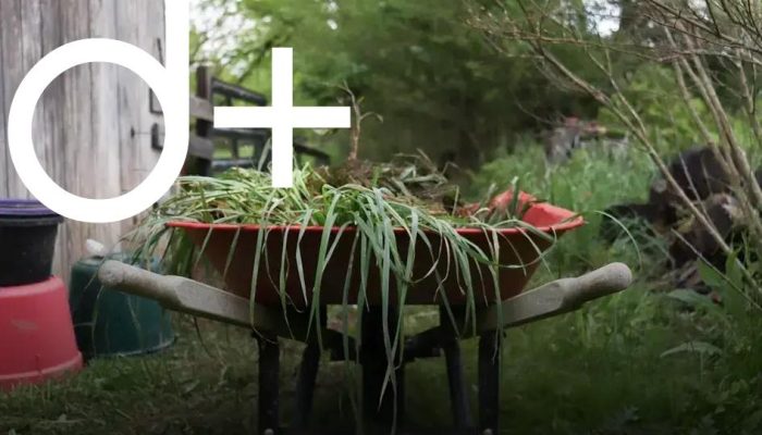 Planting Bulbs: When and How for Maximum Blooms Guide