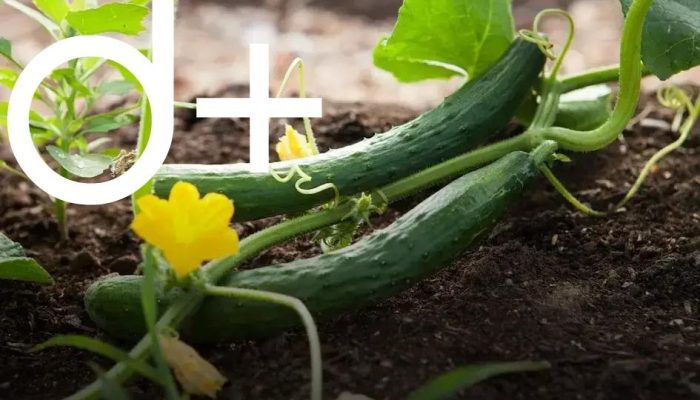 Reviving Dying Plants: Check These Essential Tips First