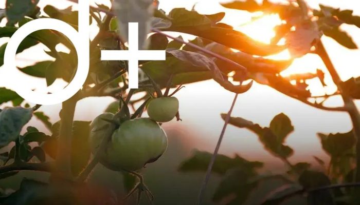 Starting a Vegetable Garden: Easy Crops for Your Beginner Journey